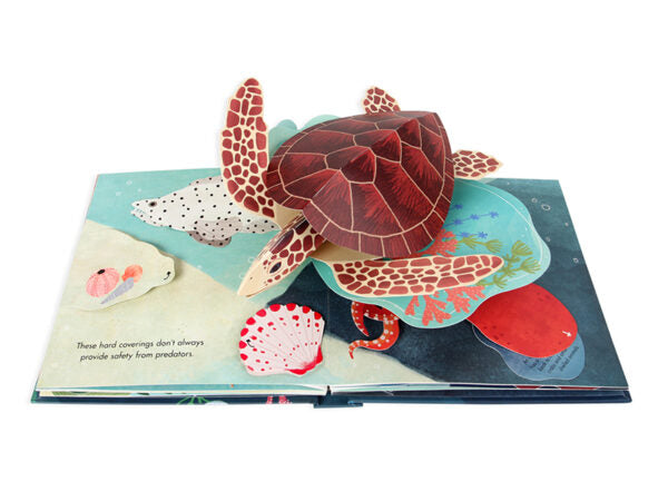 SHELLS POP UP BOOK